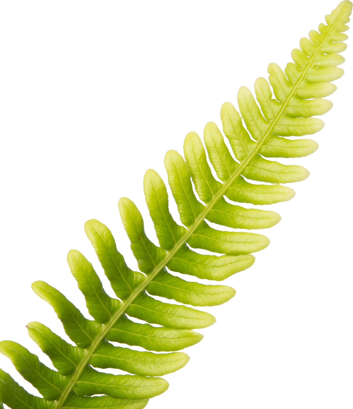 Dubbelloof (Blechnum Spicant) D 11 H 20 Cm 4 Dubbelloof (Blechnum Spicant) D 11 H 20 Cm - Afbeelding 2