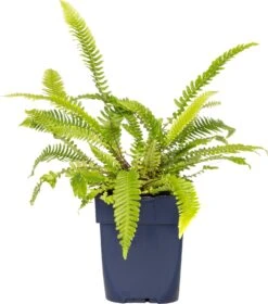 Dubbelloof (Blechnum Spicant) D 11 H 20 Cm