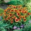 Kokardebloem (Gaillardia 'Kobold') D 11 H 40 Cm 2 Kokardebloem (Gaillardia 'Kobold') D 11 H 40 Cm -Tuin Planten Winkel 8712815116495