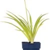 Daglelie (Hemerocallis 'Joan Senior') D 11 H 10 Cm -Tuin Planten Winkel 8712815135892