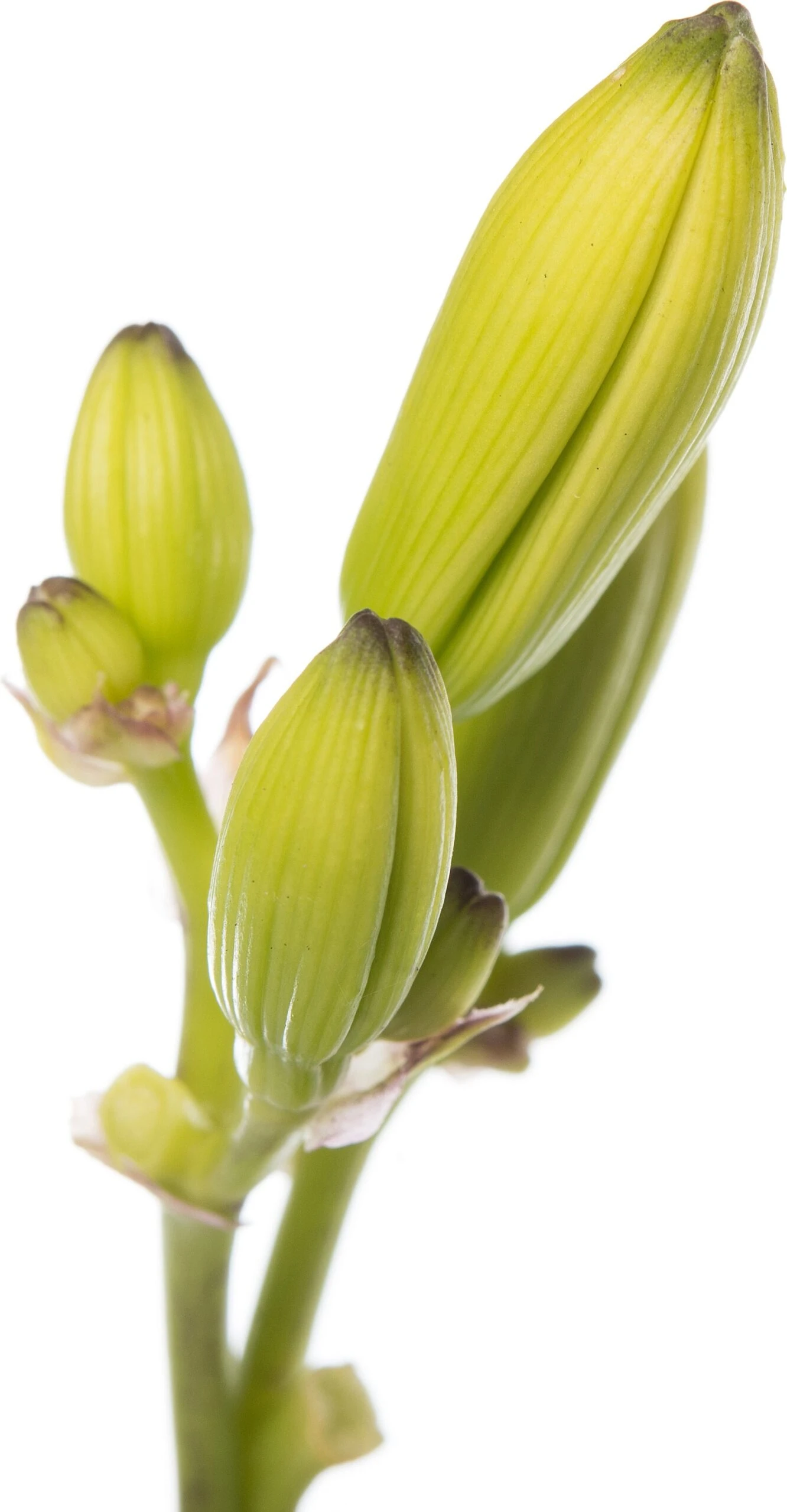 Daglelie (Hemerocallis 'Joan Senior') D 11 H 10 Cm 4 Daglelie (Hemerocallis 'Joan Senior') D 11 H 10 Cm - Afbeelding 2