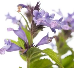 Kattenkruid (Nepeta Subsessilis) D 11 H 10 Cm 5 Kattenkruid (Nepeta Subsessilis) D 11 H 10 Cm -Tuin Planten Winkel 8712815188706 2 1