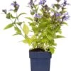 Kattenkruid (Nepeta Subsessilis) D 11 H 10 Cm 1 Kattenkruid (Nepeta Subsessilis) D 11 H 10 Cm -Tuin Planten Winkel 8712815188706 3 1