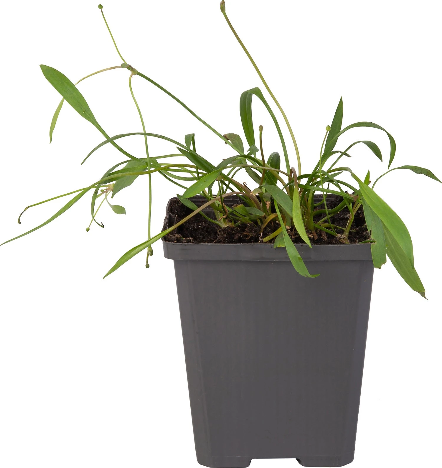 Stijve Moeras Weegbree (Baldellia Ranunculoides) D 9 H 15 Cm 4 Stijve Moeras Weegbree (Baldellia Ranunculoides) D 9 H 15 Cm - Afbeelding 2