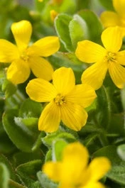 Moerashertshooi (Hypericum Elodes) D 9 H 20 Cm 3 Moerashertshooi (Hypericum Elodes) D 9 H 20 Cm