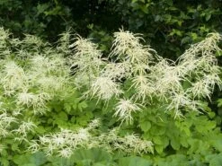 Geitenbaard (Aruncus Dioicus) D 11 H 20 Cm 5 Geitenbaard (Aruncus Dioicus) D 11 H 20 Cm -Tuin Planten Winkel 8712815641836