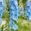 Ridderspoor (Delphinium (P) 'Blue Bird') D 11 H 150 Cm -Tuin Planten Winkel 8712815642758