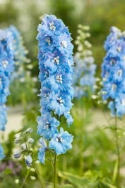 Ridderspoor (Delphinium (P) 'Blue Bird') D 11 H 150 Cm