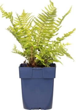 Mannetjesvaren (Dryopteris Affinis) D 11 H 10 Cm