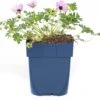 Ooievaarsbek (Geranium Cinereum 'Ballerina') D 11 H 10 Cm -Tuin Planten Winkel 8712815643304 3 1