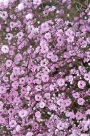 Gipskruid (Gypsophila) D 11 H 40 Cm