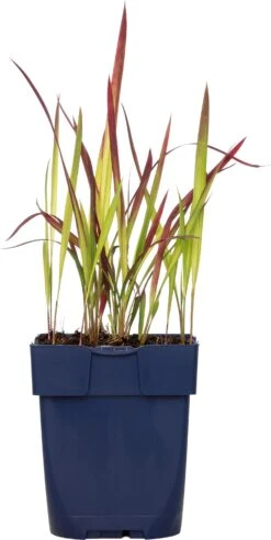 Japans Bloedgras (Imperata Cylindrica 'Red Baron') D 11 H 10 Cm