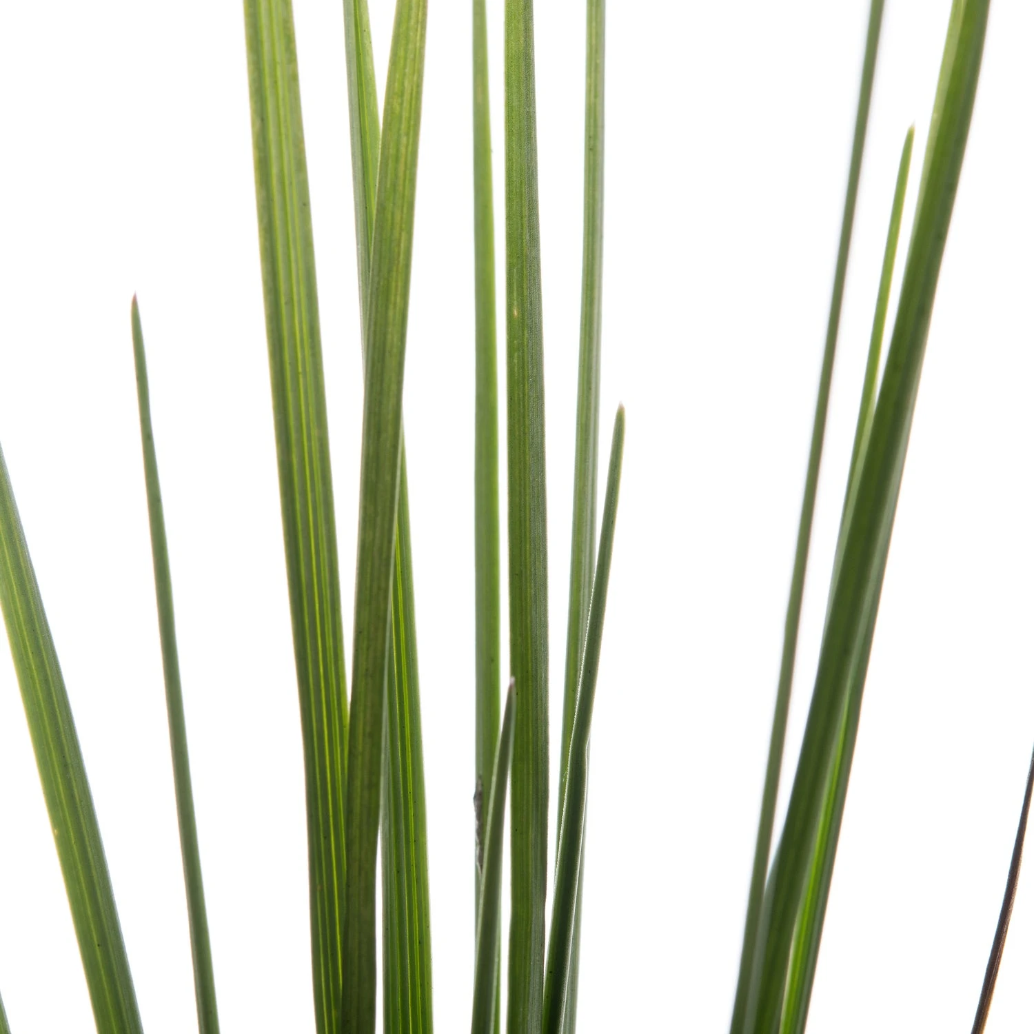 Fakkelgras (Koeleria Glauca) D 11 H 10 Cm 4 Fakkelgras (Koeleria Glauca) D 11 H 10 Cm - Afbeelding 2