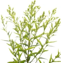 Guldenroede (Solidago 'Strahlenkrone') D 11 H 10 Cm -Tuin Planten Winkel 8712815645544 1 1