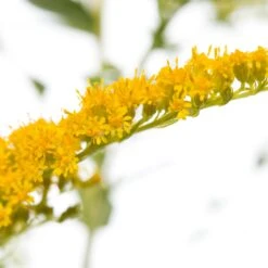 Guldenroede (Solidago 'Strahlenkrone') D 11 H 10 Cm -Tuin Planten Winkel 8712815645544 2 2