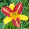 Daglelie (Hemerocallis 'Frans Hals') D 11 H 90 Cm -Tuin Planten Winkel 8712815652016
