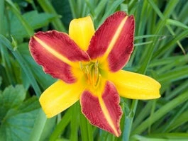Daglelie (Hemerocallis 'Frans Hals') D 11 H 90 Cm 3 Daglelie (Hemerocallis 'Frans Hals') D 11 H 90 Cm