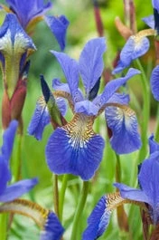 Siberische Lis (Iris Sibirica 'Blue King') D H 20 Cm