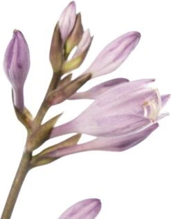 Hartlelie (Hosta Fortunei 'Patriot') D 11 H 10 Cm -Tuin Planten Winkel 8712815726977 2 1