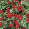 Rode Maskerbloem (Mimulus 'Bonfire Red') D 9 H 20 Cm 2 Rode Maskerbloem (Mimulus 'Bonfire Red') D 9 H 20 Cm -Tuin Planten Winkel 8712815728070