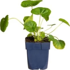 Stokroos (Alcea Rosea 'Pleniflora') Rood D 11 H 10 Cm