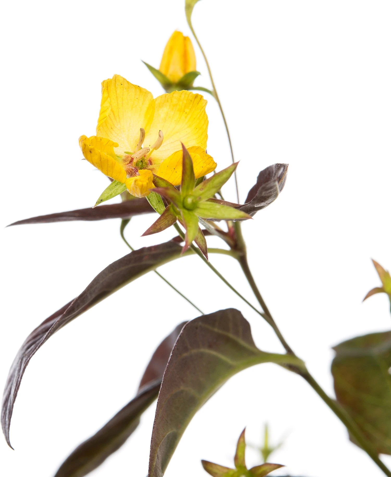 Wederik (Lysimachia Ciliata 'Firecracker') D 11 H 10 Cm 4 Wederik (Lysimachia Ciliata 'Firecracker') D 11 H 10 Cm - Afbeelding 2