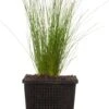Naaldgras (Scirpus Cernuus) D 11 H 22 Cm -Tuin Planten Winkel 8712815741505 2 1