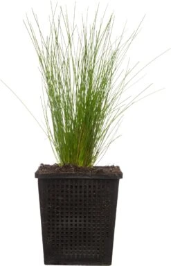 Naaldgras (Scirpus Cernuus) D 11 H 22 Cm