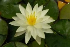 Waterlelie (Nymphaea 'Marliacea Chromatella') D 18 H 30 Cm