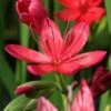 Moerasgladiool (Schizostylus Coccinea 'Major') D 18 H 30 Cm 2 Moerasgladiool (Schizostylus Coccinea 'Major') D 18 H 30 Cm -Tuin Planten Winkel 8712815756226