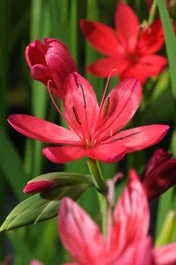 Moerasgladiool (Schizostylus Coccinea 'Major') D 18 H 30 Cm