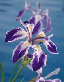 Water Iris (Iris Laevigata 'Mottled Beauty') D 18 H 30 Cm