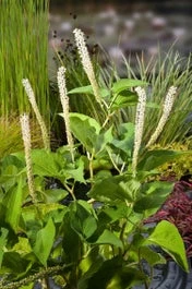 Leidse Plantje (Saururus Cernuus) D 18 H 30 Cm