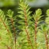 Braziliaans Vederkruid (Myriophyllum Brasiliensis) D 18 H 30 Cm -Tuin Planten Winkel 8712815756417