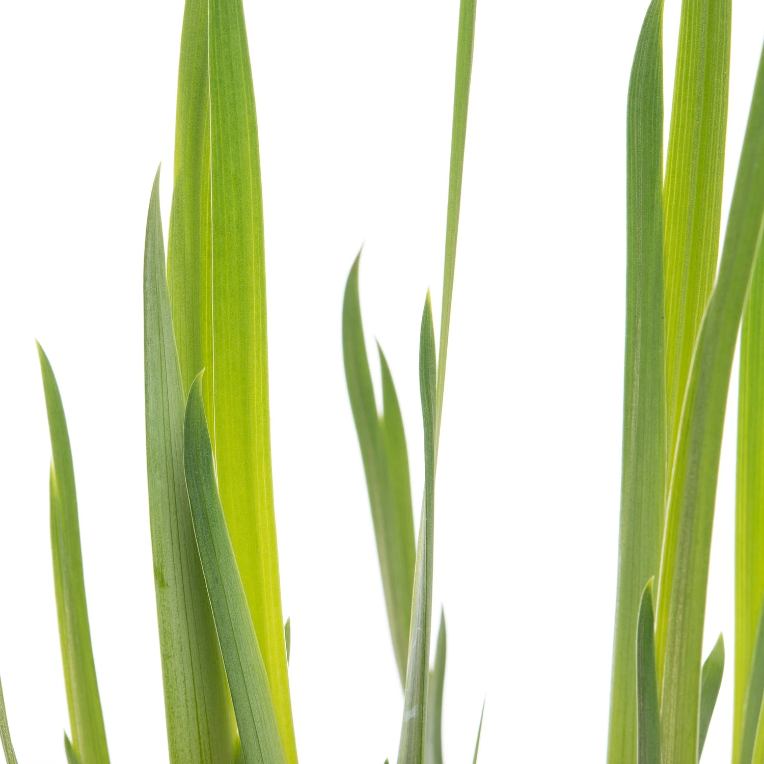 Lis (Iris 'Rose Queen') D 18 H 30 Cm 4 Lis (Iris 'Rose Queen') D 18 H 30 Cm - Afbeelding 2