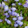 Mazus (Mazus Reptans 'Blue') D 18 H 30 Cm 2 Mazus (Mazus Reptans 'Blue') D 18 H 30 Cm -Tuin Planten Winkel 8712815756530
