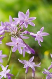 Thulbachia (Thulbachia Violacea) D 9 H 20 Cm