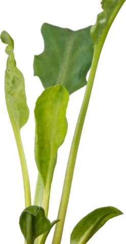 Water Anemoon (Anemopsis Californica) D 9 H 20 Cm 7 Water Anemoon (Anemopsis Californica) D 9 H 20 Cm -Tuin Planten Winkel 8712815759616 2