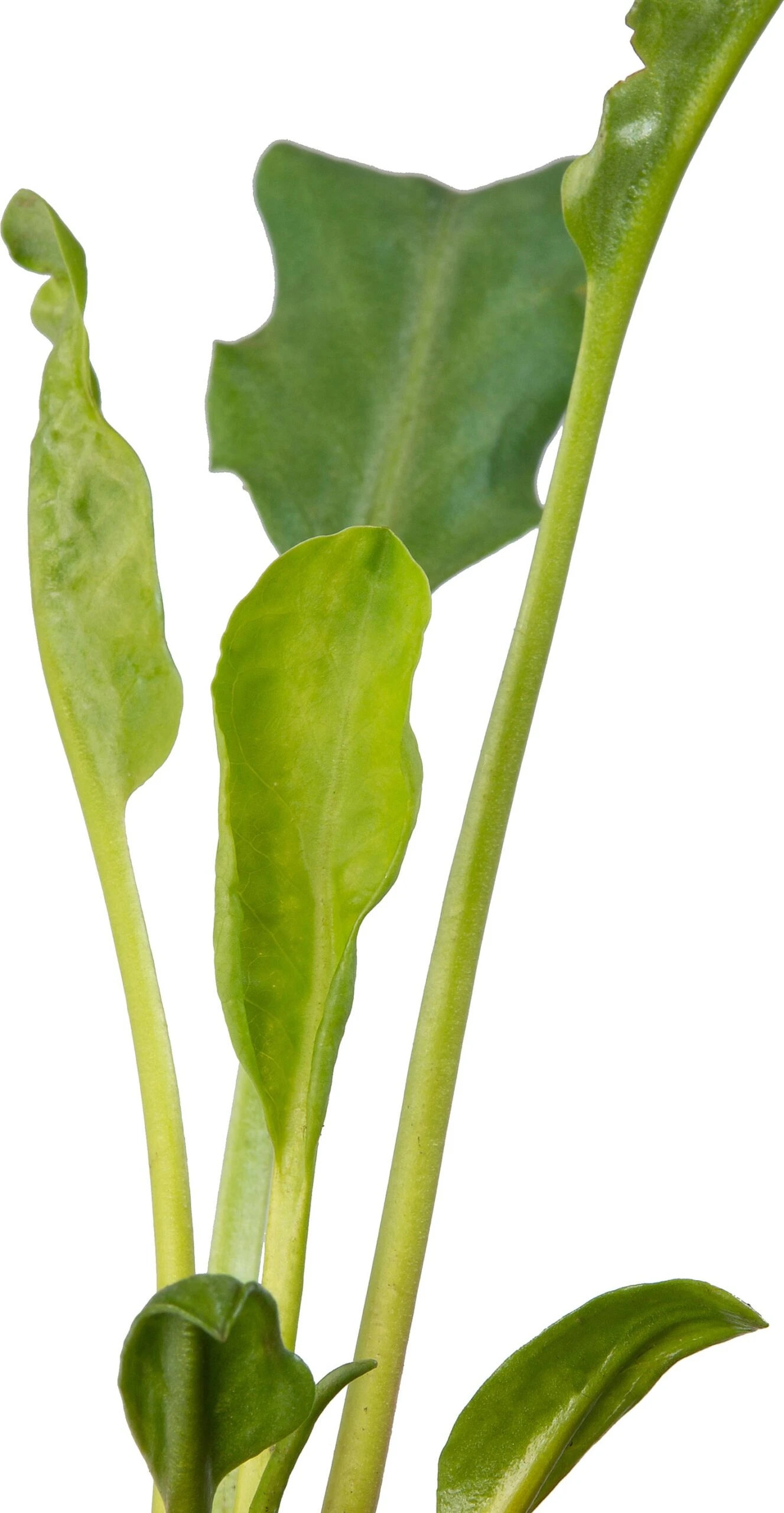 Water Anemoon (Anemopsis Californica) D 9 H 20 Cm 5 Water Anemoon (Anemopsis Californica) D 9 H 20 Cm - Afbeelding 3