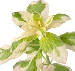 Bonte Moeraswederik (Lysimachia Punctata 'Variegata') D 9 H 20 Cm 7 Bonte Moeraswederik (Lysimachia Punctata 'Variegata') D 9 H 20 Cm -Tuin Planten Winkel 8712815759623 2