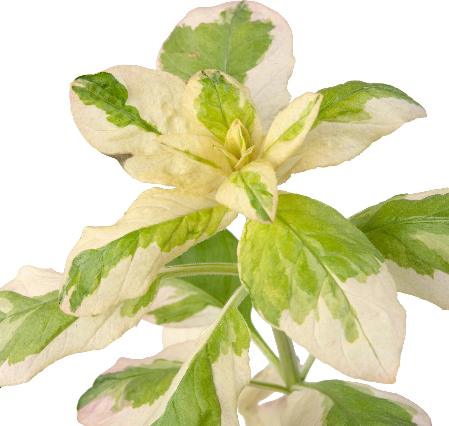 Bonte Moeraswederik (Lysimachia Punctata 'Variegata') D 9 H 20 Cm 5 Bonte Moeraswederik (Lysimachia Punctata 'Variegata') D 9 H 20 Cm - Afbeelding 3