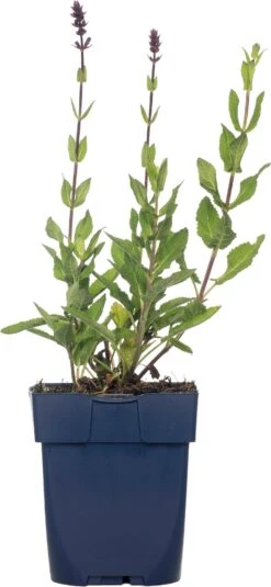 Siersalie (Salvia Nemorosa 'Caradonna') D 11 H 10 Cm