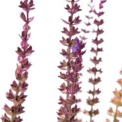 Siersalie (Salvia Nemorosa 'Caradonna') D 11 H 10 Cm 7 Siersalie (Salvia Nemorosa 'Caradonna') D 11 H 10 Cm -Tuin Planten Winkel 8712815763187 2