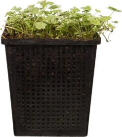 Bonte Waternavel (Hydrocotyle Sibthorpioides 'Variegata') D 11 H 21 Cm