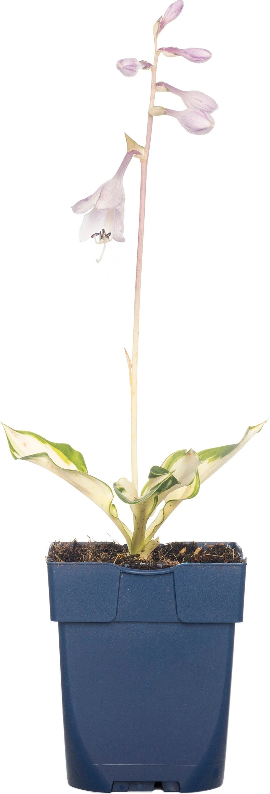 Hartlelie (Hosta 'Night Before Christmas') D 11 Cm 3 Hartlelie (Hosta 'Night Before Christmas') D 11 Cm