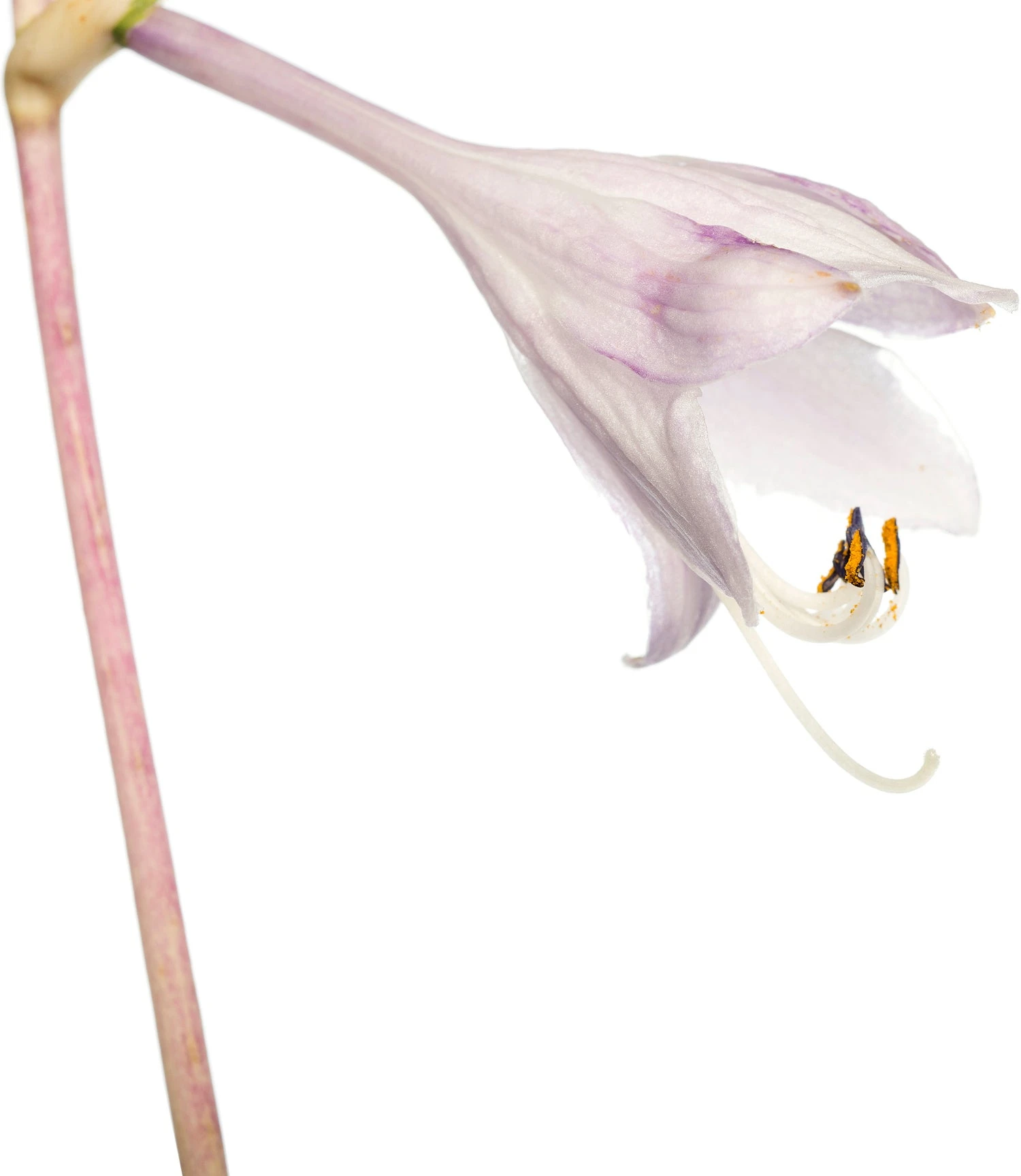 Hartlelie (Hosta 'Night Before Christmas') D 11 Cm 4 Hartlelie (Hosta 'Night Before Christmas') D 11 Cm - Afbeelding 2