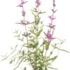 Grote Kattenstaart (Lythrum Salicaria 'Dropmore Purple') D 11 H 90 Cm 2 Grote Kattenstaart (Lythrum Salicaria 'Dropmore Purple') D 11 H 90 Cm -Tuin Planten Winkel 8712815785691