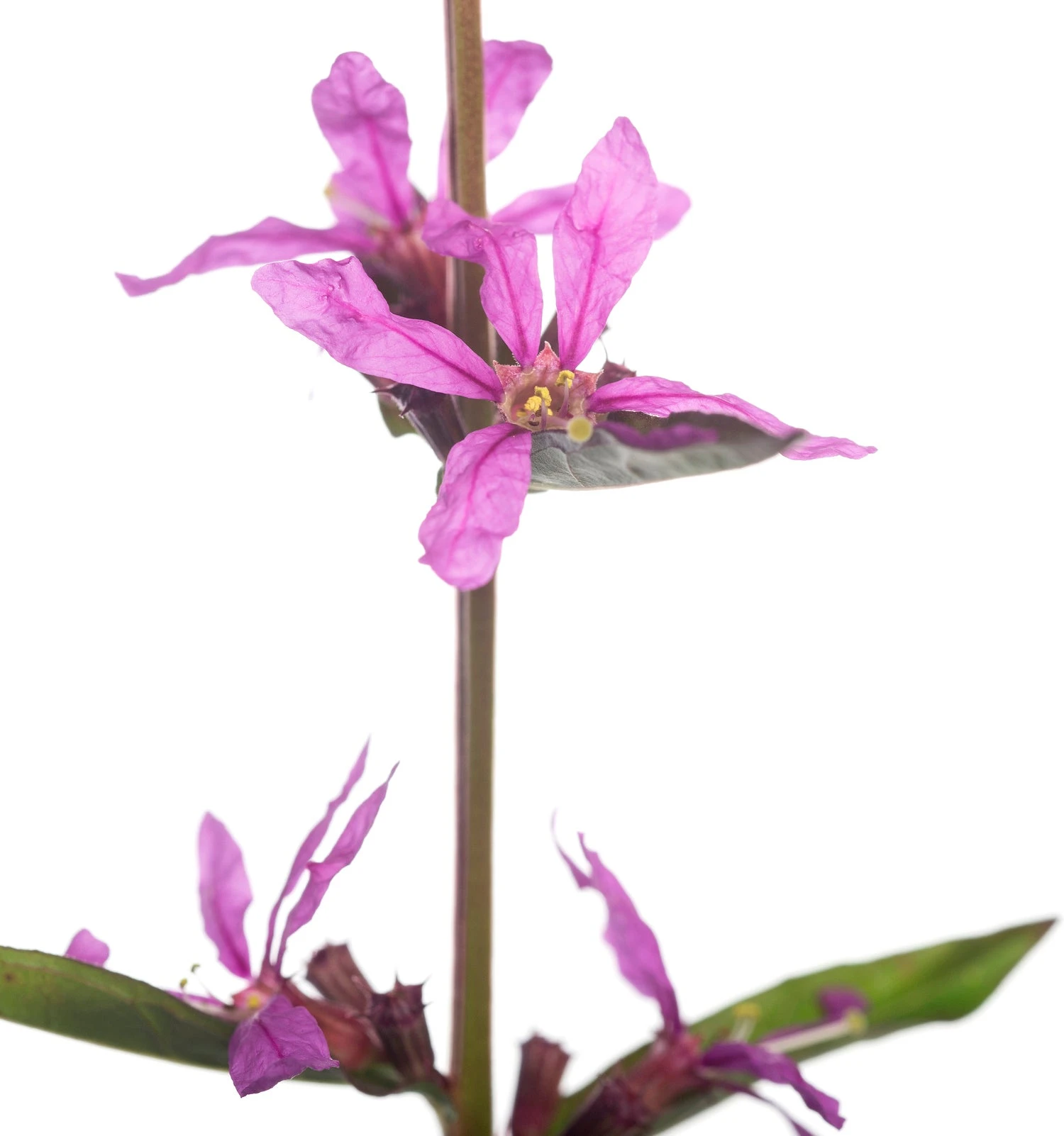 Grote Kattenstaart (Lythrum Salicaria 'Dropmore Purple') D 11 H 90 Cm 4 Grote Kattenstaart (Lythrum Salicaria 'Dropmore Purple') D 11 H 90 Cm - Afbeelding 2