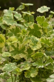 Bonte Waternavel (Hydrocotyle Sibthorpioides 'Variegata') D 18 H 30 Cm