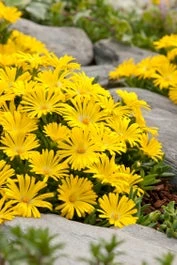 Middagbloem (Delosperma Congesta) D 11 H 10 Cm 3 Middagbloem (Delosperma Congesta) D 11 H 10 Cm